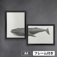 ザトウクジラ (Humpback)　1800年代　北アメリカ北西海岸の海洋哺乳類　生物多様性遺産図書館から　A4 荒い麻布の風合い アートポスター【フレーム付2枚セット】《AS》