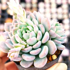 専用　パープルリナ錦&エルメス錦　抜き苗 単品