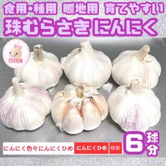 珠むらさき　6球　にんにく　紫種　バラシてネコポス　即日出荷　にんにくひめ