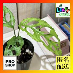 特大‼️】モンステラ エスケレート 人気 希少 レア メルカリ便 - メルカリ