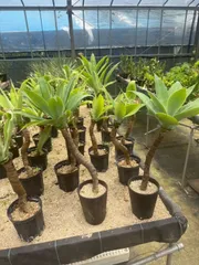 2025年最新】アガベアテナータの人気アイテム - メルカリ