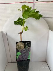 ぶどう★高妻★糖度18～21度と高く極大粒　果汁は多く、食味はまろやか