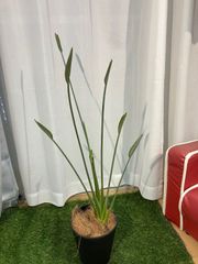 ノンリーフ A4ストレリチア 現物販売 室内 オフィス 観葉植物