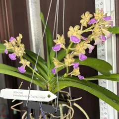 洋蘭　バンダ　2株 バンダ 洋蘭 Vanda orchid 大株 ラン 蘭 花が綺麗な洋ラン | UNI