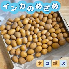 福岡県産 インカのめざめ 小芋 ネコポスいっぱい