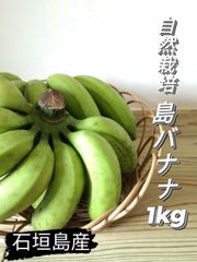 石垣島産 島バナナ(自然栽培)1kg