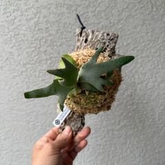 ビカクシダ・ウィリンキー ジェイドガール｜Platycerium willinckii 'Jade Girl' spore株 83