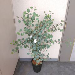 ユーカリポポラス　ユーカリ　ハーブ　観葉植物‼️セラアート鉢8号！高さ135◎