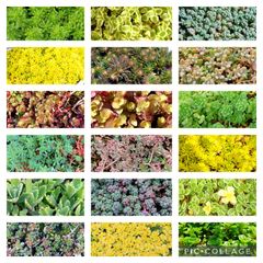 多肉植物セダム18種類　各5カットずつ【育成説明書付】
