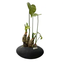 エミリオロバ　多肉植物のアートフラワー鉢 エミリオロバ 多肉植物のアートフラワー鉢 20,000円~ エミリオ