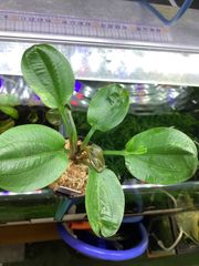 水草 Aridarum sp. Narrow Aridarum Narrow Aquarium Plant — Buce Plant