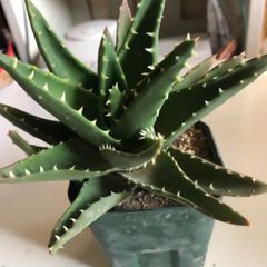 多肉植物　アロエ　不夜城