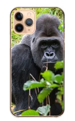 シンプルスマホ5 A001SH ケース カバー スマホケース ハードケース ゴリラ ごりら gorilla ワイルド イケメン かっこいい カッコイイ 動物 アニマル カラー05