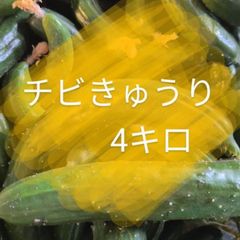 終了間近です‼️４キロ弱！　ちびきゅうり　チビきゅうり　もぎりきゅうり　摘果きゅうり　農家直送美味しいきゅうり！ ４キロ弱！ サイズバラバラ！ 曲がりきゅうり　訳あり　きゅうり　４キロ　4k