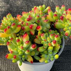 M*♡様 W603　乙女心　土鉢付き　49鉢　多肉植物 エケベリア 韓国苗 サボ お得なセット】1株 抜き苗 乙女心（群生） 多肉植物 第四種郵便
