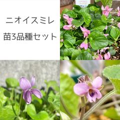 ニオイスミレ 苗3品種セット（A）
