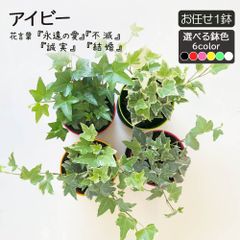 観葉植物 小さい アイビー 3.5号 赤プラスチック鉢 黒皿付 お任せ1品種 ホワイトワンダー ミントコリブリ ジェティー アダム バレーボブ イエローリップル ウイリー ホワイトアン おしゃれ 鉢植え 人気 誕生日 インテリア リビング 送料無料