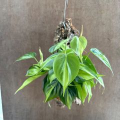 フィロデンドロン オキシカルジウム ブラジル コルク付け 現品 Philodendron oxycardium'Brazil' フィロデン オキシカルジューム オキシヒメカズラ ヒメカズラ  観葉植物 観葉 植物 ハンギング プレゼント おすすめ 斑入り