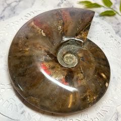 【E13563】レッドファイヤーアンモナイト＊中生代白亜紀＊Red fire ammonite