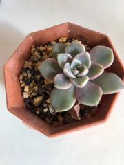 デビー　　多肉植物