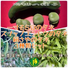 一寸そら豆のタネ5粒とスナップエンドウのタネ10粒と絹さや（グリンピース）のタネ10粒　無農薬無科学肥料栽培の種子　セット販売