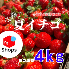 ✨大好評✨青森県産　夏イチゴ　小粒規格外　4kg  いちご　苺