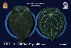 Anthuroom】Anthurium papillilaminum  