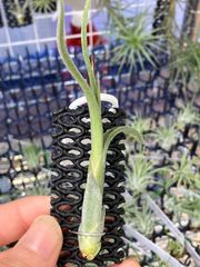 【ネコポス】チランジア インターメディア　Tillandsia intermedia キンクマ農園☆T0124