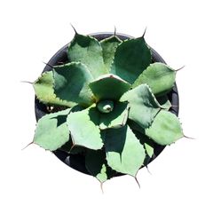 AGAVE Parryi truncata アガベ パリー トランカータ 中サイズ(7号鉢) 002