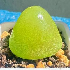 レア コノフィツム セレベルム 1.7cm PVB10043 Conophytum ernstii ssp.cerebellum 多肉植物 メルカリ便  - メルカリ