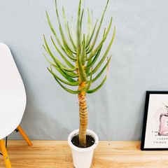 ［現品］89番　アロエ　ディコトマ　8号　観葉植物　室内　大型　屋外　おしゃれ　プラスチック鉢　人気