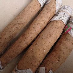 長野県産「春掘り長芋」約2kg入り/甘味と粘り良しですよ。長芋レシピ商品説明に色々記載してますのでご参考になさって下さいませ。※日持ちします。