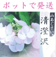 2024年最新】紫陽花の挿し木の人気アイテム - メルカリ