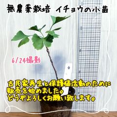 無農薬栽培イチョウの小苗④