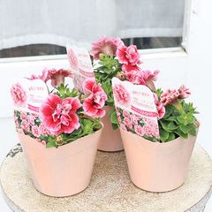 花苗 八重咲き ペチュニア フラメンコ ストロベリー 3.5号ポット 多年草 四季咲き かわいい