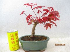 [讃岐屋緑兵衛] 出猩々モミジ (62362瑠璃釉楕円鉢)全高：24㎝※宅配便発送