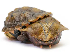 【動物の惑星】ブラックマタマタ フィギュア