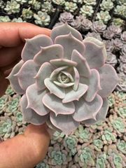 ま*す様 D780 花火 105苗 土付き 多肉植物 エケベリア 韓国苗 新発売 QS69 花火 105苗セット 土と根付き 多肉植物 エケベリア