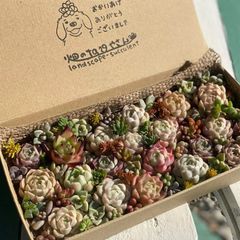 多肉植物 おまかせカット苗セット 詰め合わせ S - メルカリ