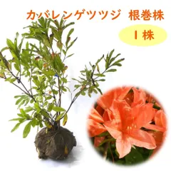 ユキグニミツバツツジ【現品】管理24306 【植木・苗木・庭木】-