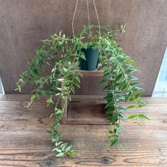 ★ホヤ ベラ ④ Hoya lanceolata ssp. bella サクララン 桜蘭 セブンスター 観葉植物 観葉 植物 珍奇植物 珍奇 珍しい レア 希少 つる性植物 つる性 吊るす 吊り下げ ハンギング インテリア プレゼント グリーン アートプランツ
