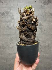 15 ▽euphorbia mlanjeana▽ 発根済 極太 ユーフォルビア ムランジーナ【PLANET】塊根植物