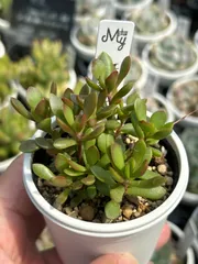 紅稚児　多肉植物　クラッスラ　カット苗