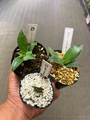 アガべ小苗セット　抜き苗　オテロイ　オバティフォリア　トランカータ