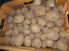 越冬じゃがいも「男爵」5kg 北海道産