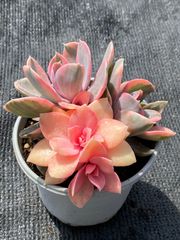 多肉植物 寄せ植え 2個セット 詰め合わせ メルカリ便 - メルカリ