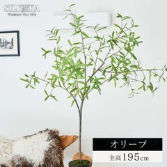 大型 フェイクグリーン「 オリーブ 195cm シルカ（Silk-ka）」おしゃれ リアル 人工観葉植物