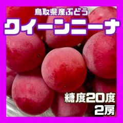 【常温】クインニーナ 糖度20度 2房 ぶどう 葡萄 ブドウ 送料無料
