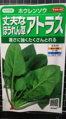 アトラス ほうれん草 丈夫 ホウレンソウ 種 ３袋セット