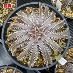 Dyckia ‘Purple Silver Ball’ 活着済みカキ仔